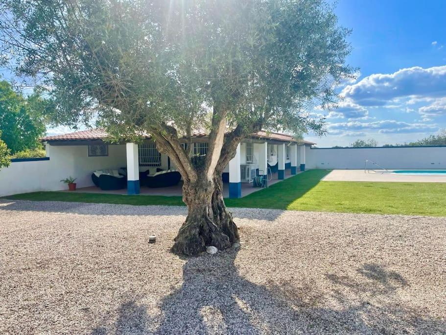 Casa Das Oliveiras Авис Екстериор снимка